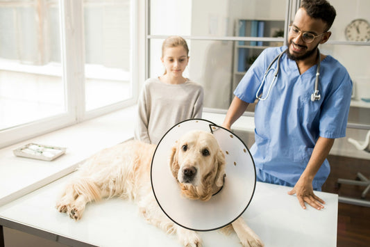 animal scrub top