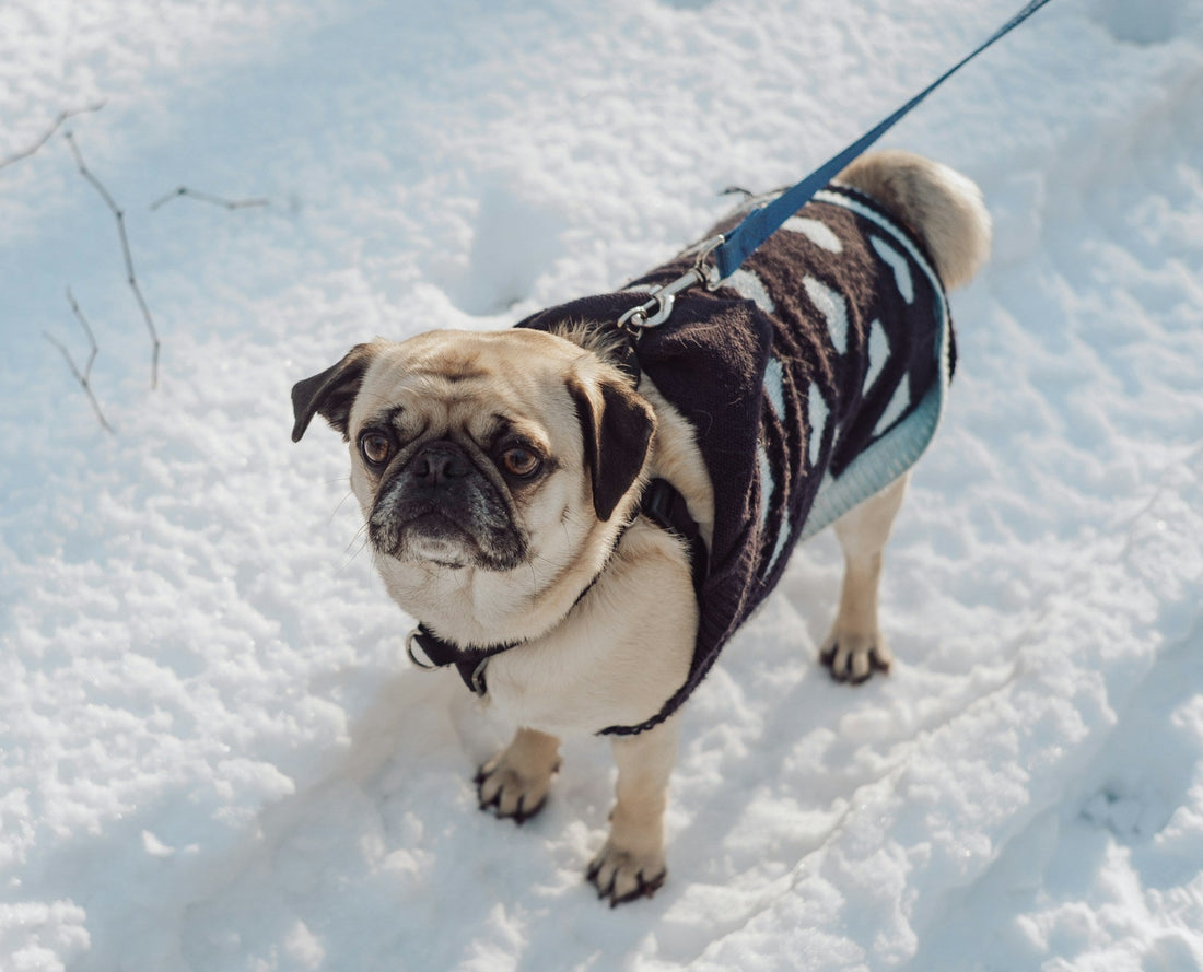 dog walking on the snow