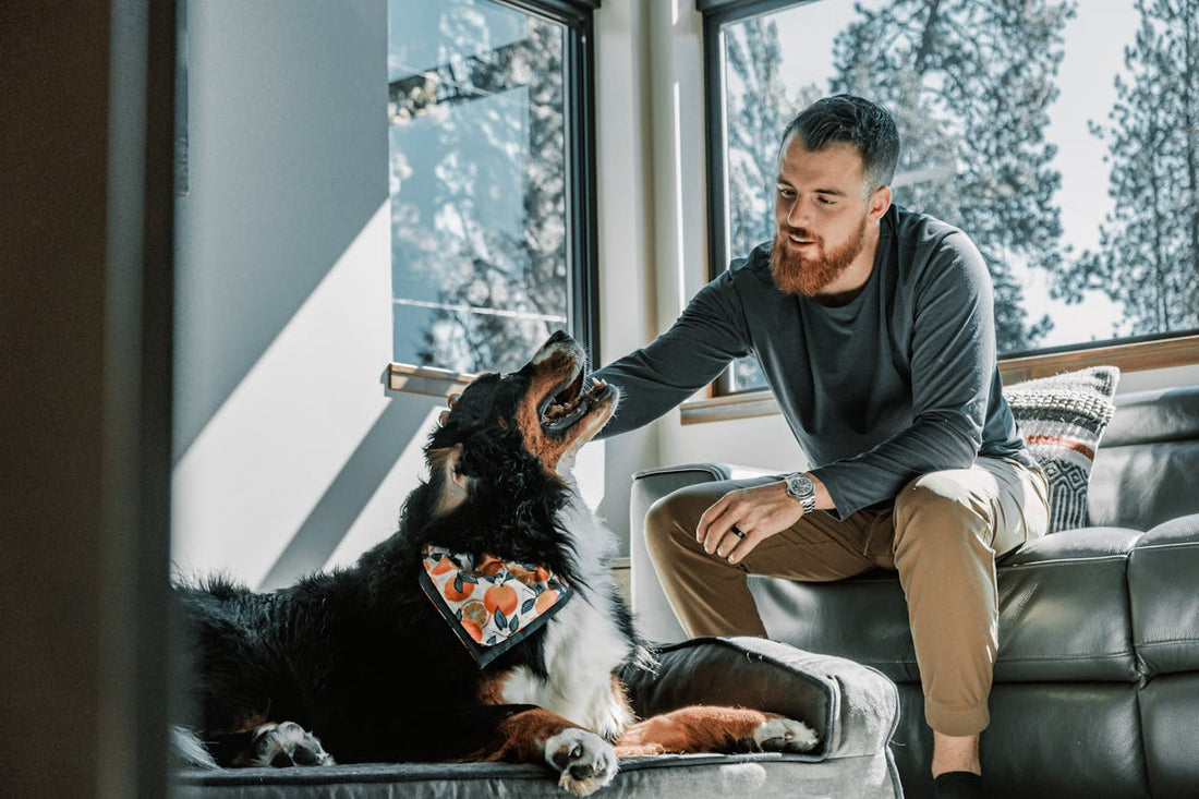 gift ideas for dog dags