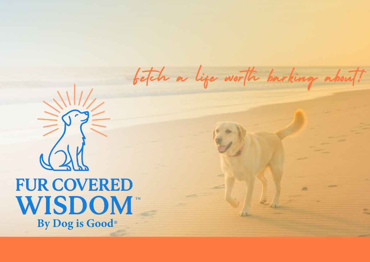 A happy yellow lab walks on a sandy beach with ocean waves in the background.